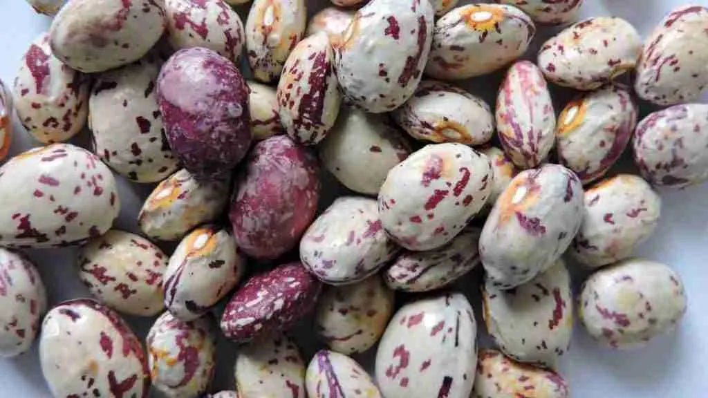 Dragon Tongue Drying Bean Seeds online shopping