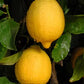 Dr. Strong Nucellar Lisbon Lemon Budwood citrus plant material online shopping
