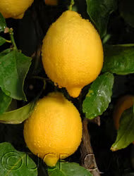 Dr. Strong Nucellar Lisbon Lemon Budwood citrus plant material online shopping