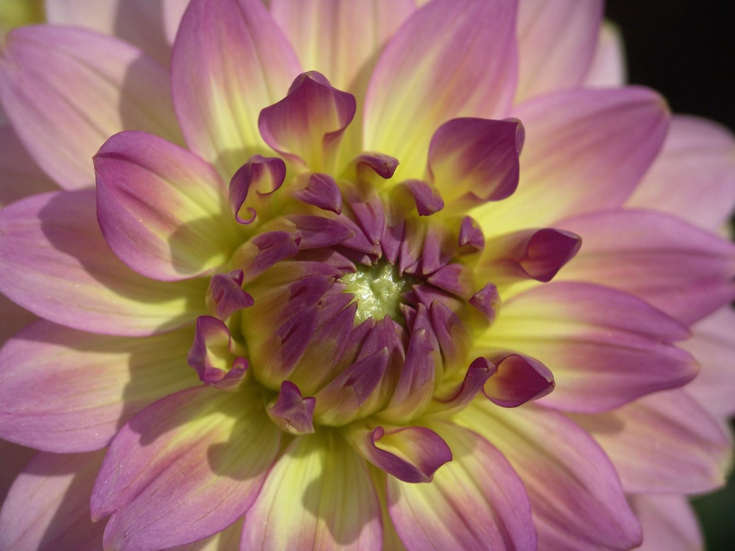 Bitsy Dahlia