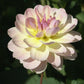 Bliss Dahlia