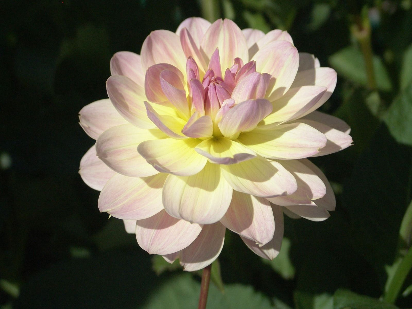 Bliss Dahlia