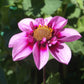 Bee Happy Dahlia