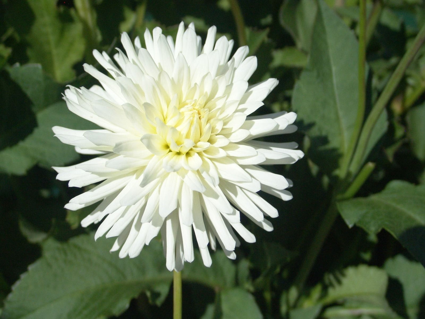 All Triumph Dahlia