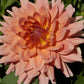 Baarn Bounty Dahlia