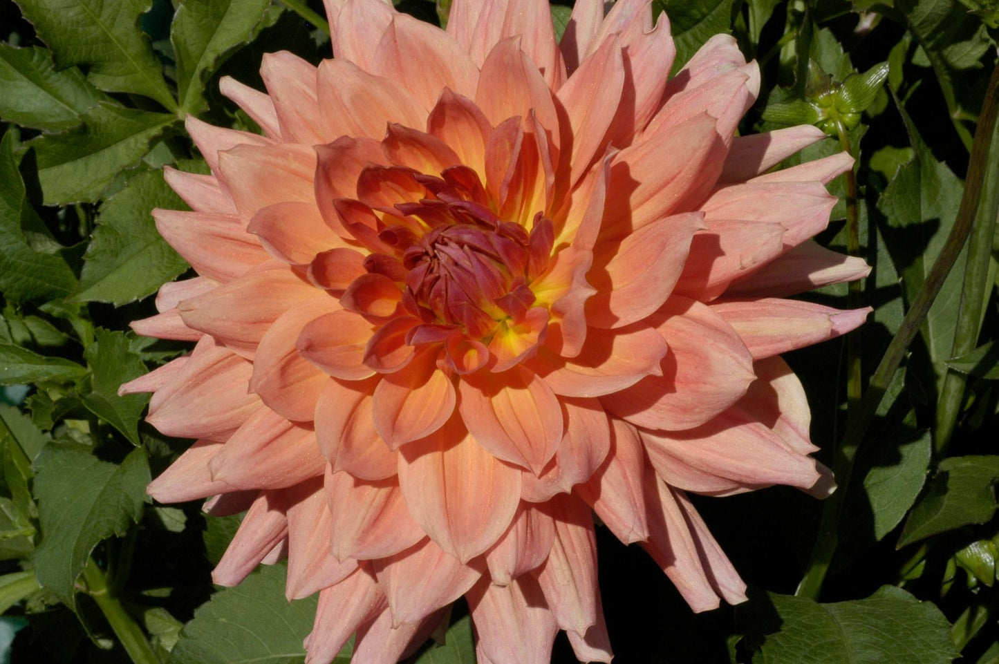Baarn Bounty Dahlia