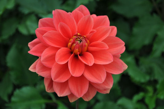 Hot Rod Dahlia