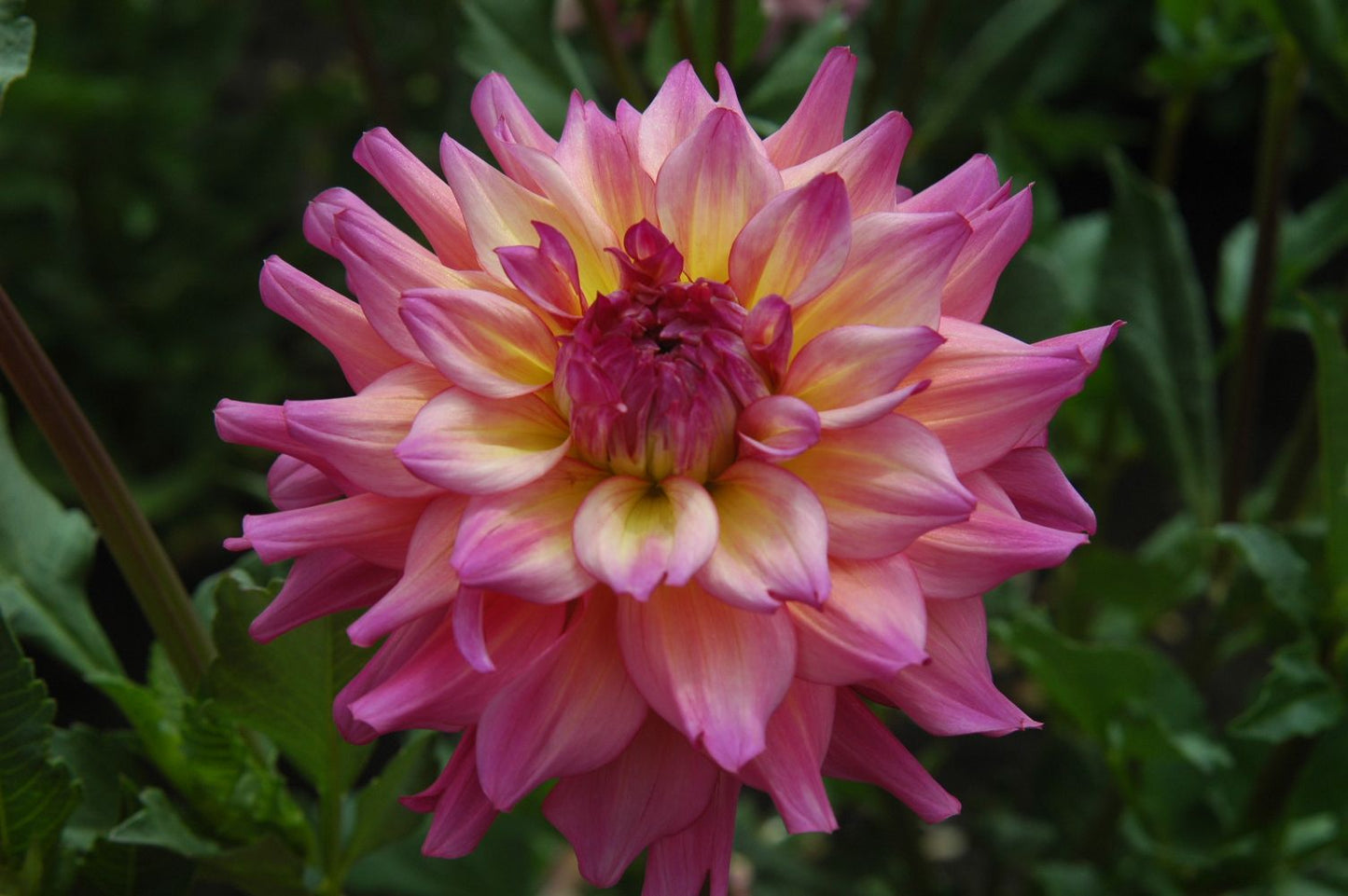 Bahama Mama Dahlia