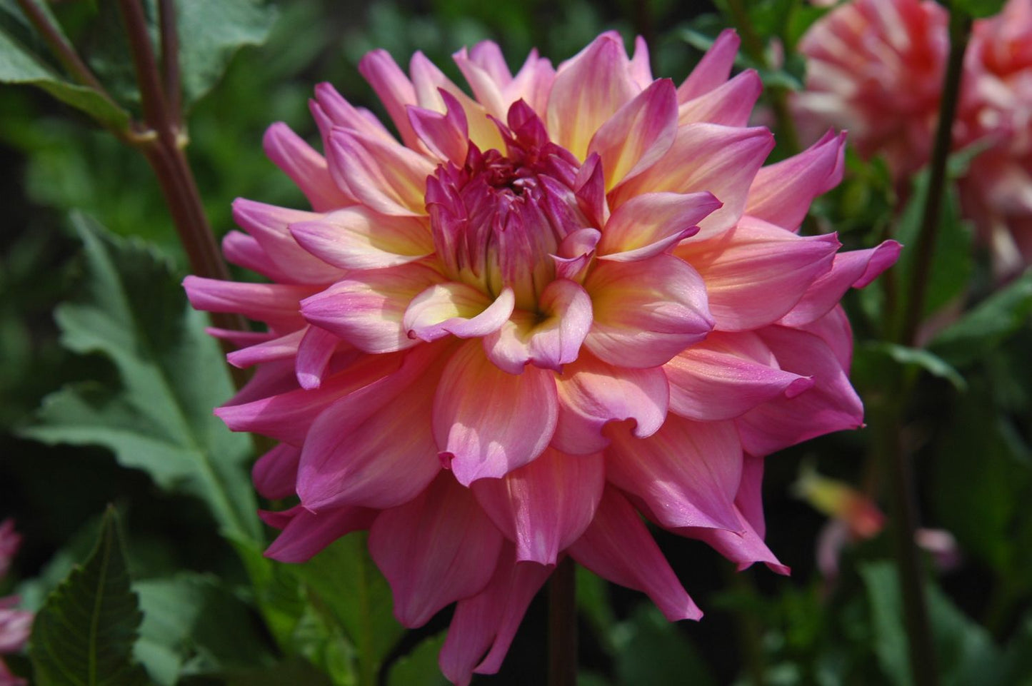 Bahama Mama Dahlia