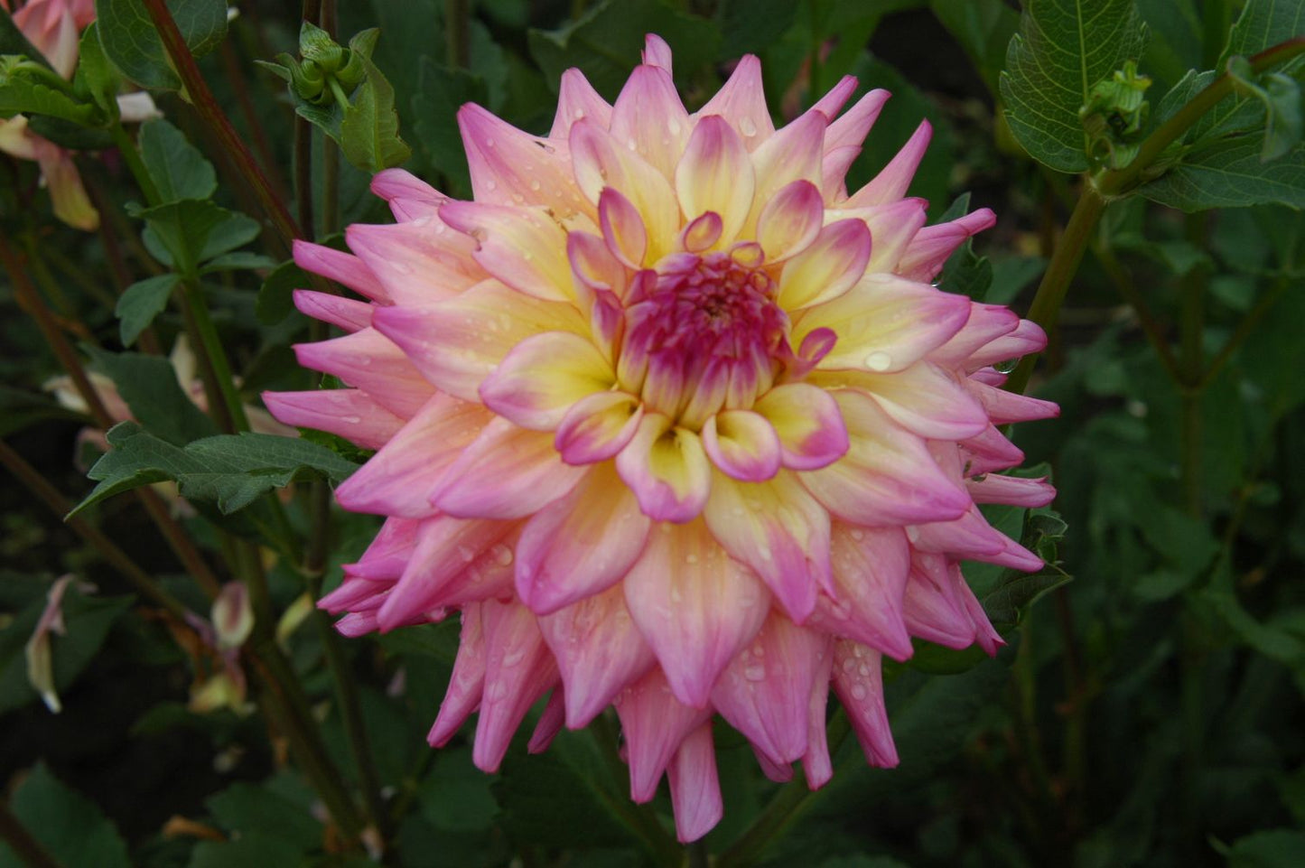 Bahama Mama Dahlia