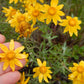 Common Woolly Sunflower-Wildflower Seeds online shopping