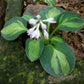 Frosted Mouse Ears Hosta Plant