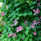 Texensis Duchess of Albany Clematis Vine