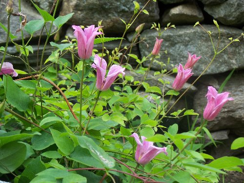 Texensis Duchess of Albany Clematis Vine