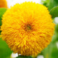 Teddy Bear Sunflower Seeds online shopping
