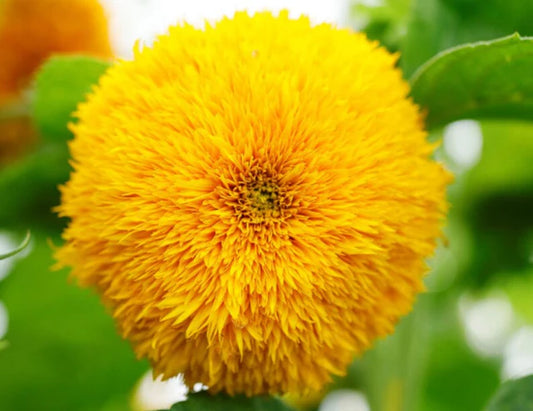 Teddy Bear Sunflower Seeds online shopping