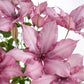 Epivo051 Giselle Garland Clematis