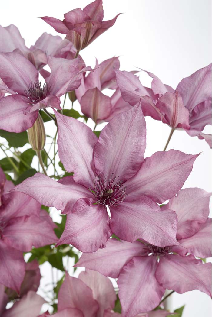 Epivo051 Giselle Garland Clematis