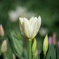 White Emperor Purissima Tulip Bulbs