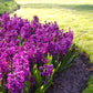 Purple Sensation Hyacinth Bulbs