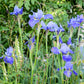 Iris Sibirica Silver Edge
