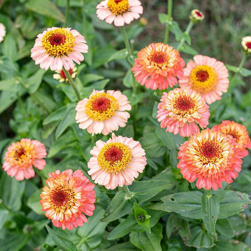 Zinderella Peach Zinnia Seeds online shopping