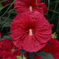 Mars Madness Rose Mallow Hibiscus Plants