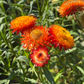 King Size Orange Strawflower Seeds online shopping