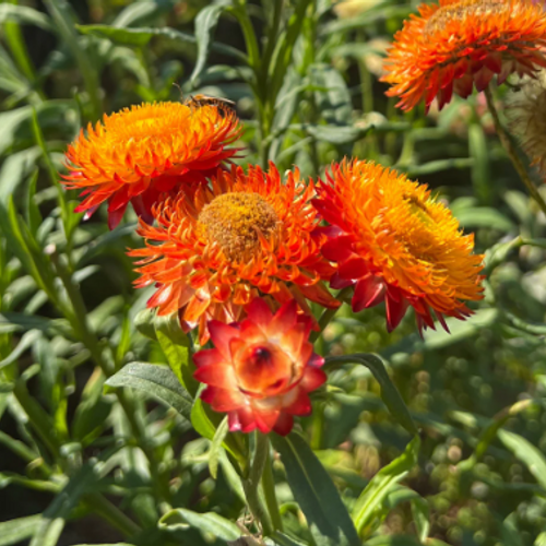 King Size Orange Strawflower Seeds online shopping