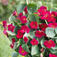 Baby Rose Nasturtium Seeds online shopping
