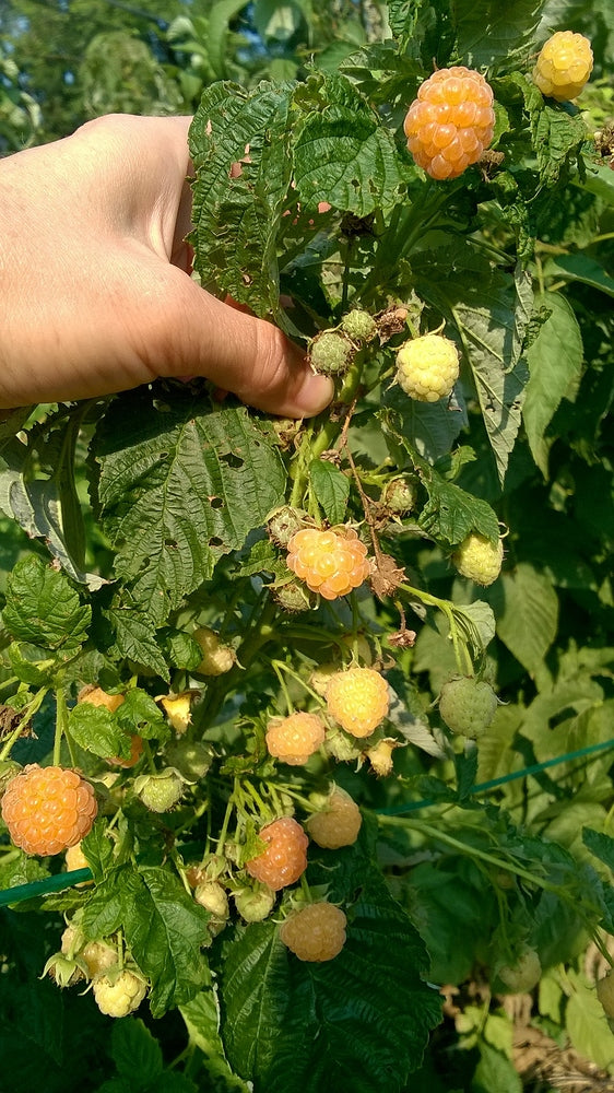 Rubus ‘Honey Queen’ Everbearing Raspberry – EVERGREEN