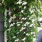 Macropetala White Swan Clematis Vine