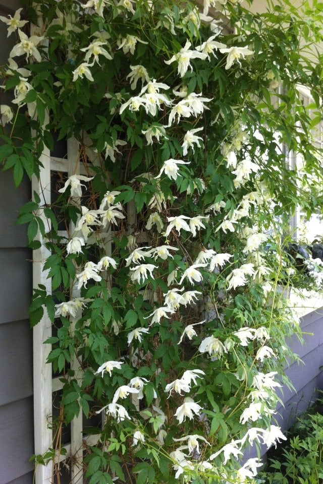 Macropetala White Swan Clematis Vine