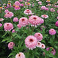 Zinderella Lilac Zinnia Seeds online shopping