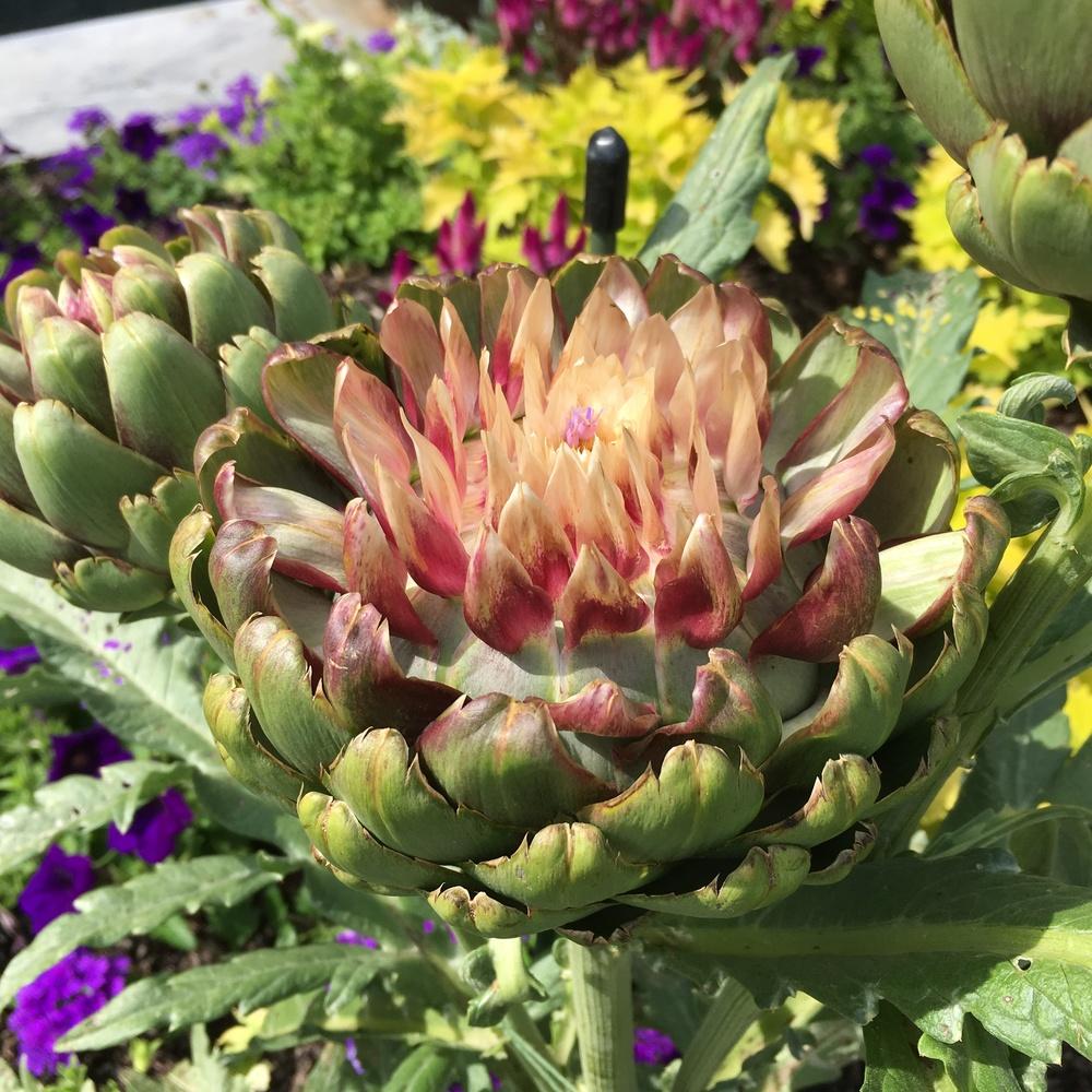 Cardoon Artichoke Seeds online shopping