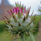 Cardoon Artichoke Seeds online shopping