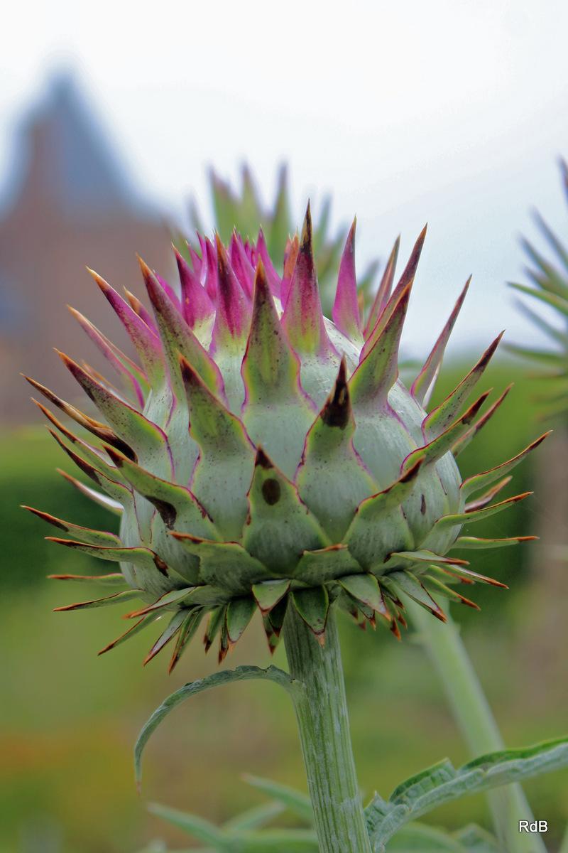 Cardoon Artichoke Seeds online shopping