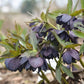 Hellebore Dark and Handsome