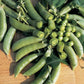 Super Sugar Snap Pea Seeds online shopping