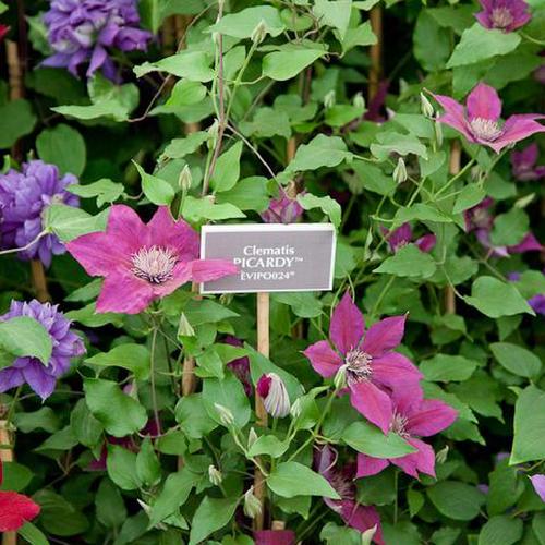 Epivo024 Picardy Clematis