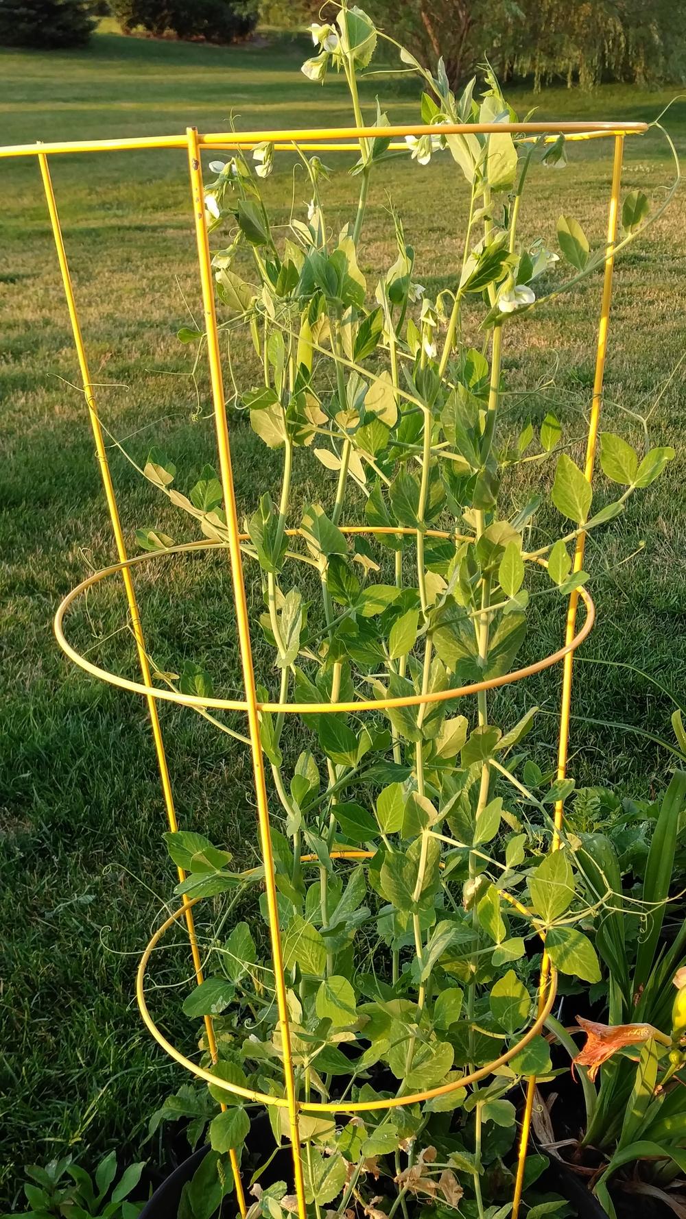 Super Sugar Snap Pea Seeds online shopping