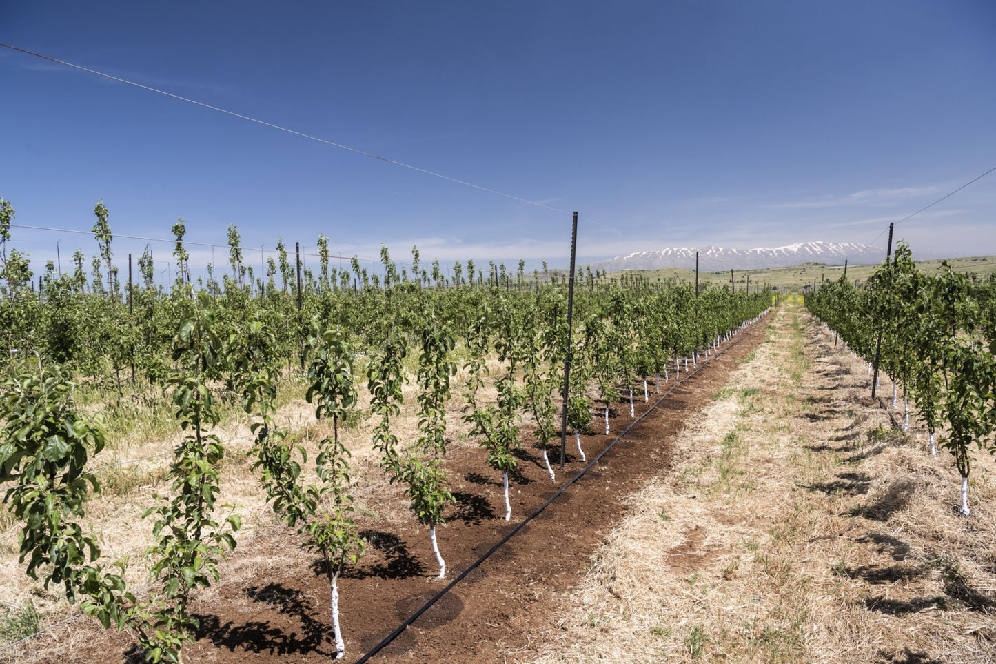 Toro BlueLine® PC Pressure Compensating Dripline 0.42 gph, 60 cm Spaced Emitters