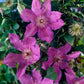 Kathleen Dunford Clematis Vine