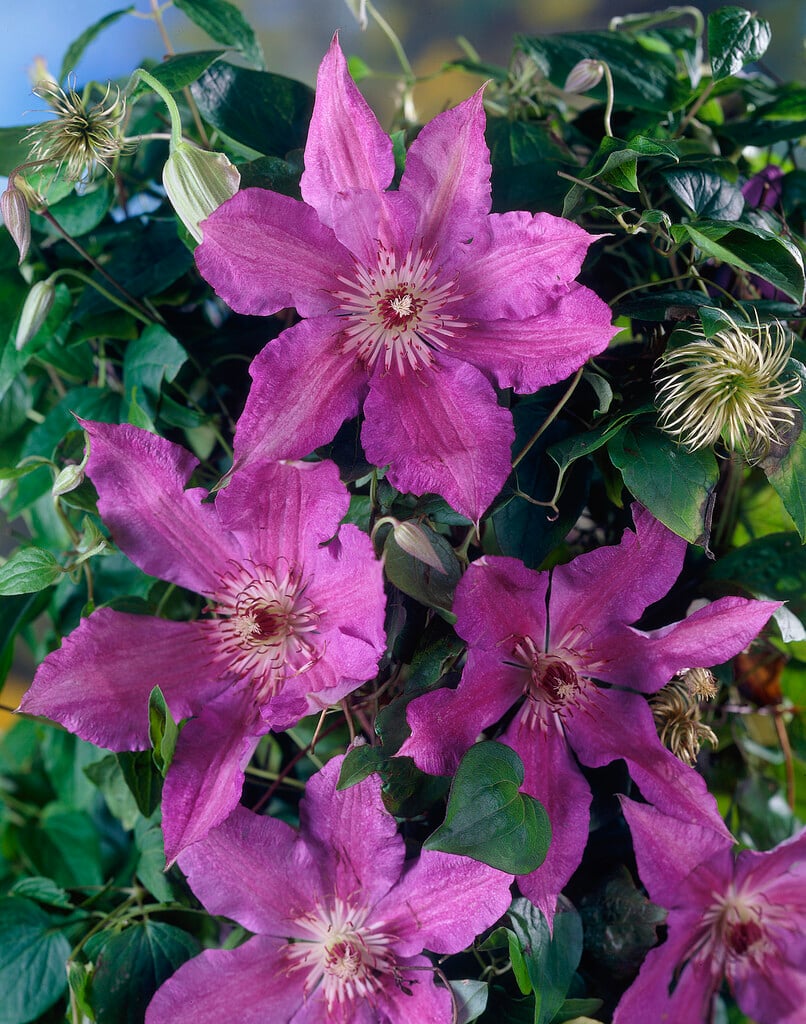 Kathleen Dunford Clematis Vine