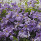Viticella Emilia Plater Clematis Vine
