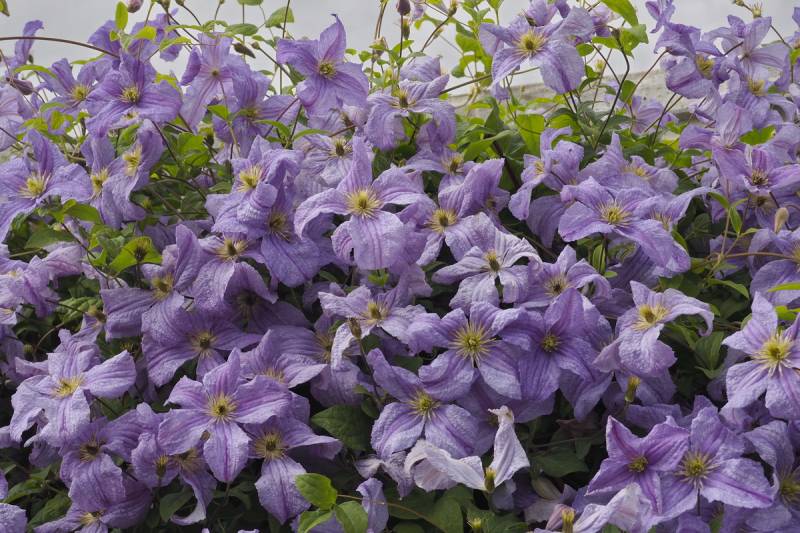 Viticella Emilia Plater Clematis Vine