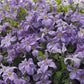 Viticella Emilia Plater Clematis Vine