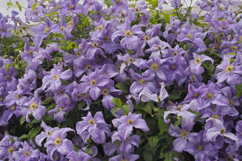 Viticella Emilia Plater Clematis Vine