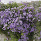 Viticella Emilia Plater Clematis Vine