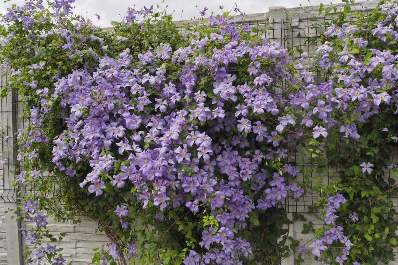Viticella Emilia Plater Clematis Vine